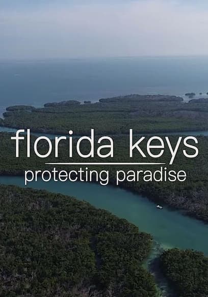 Watch Florida Keys: Protecting Paradise (2020) - Free Movies | Tubi