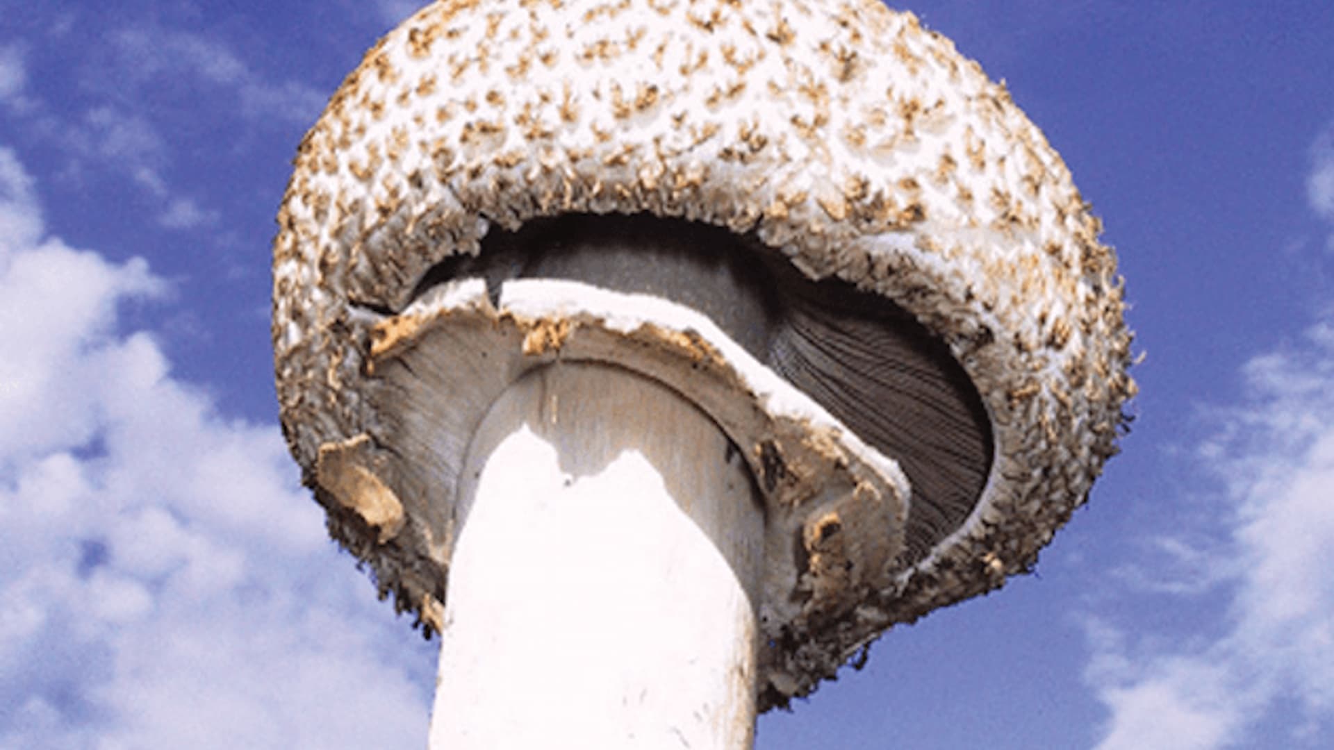 Watch Know Your Mushrooms (2008) - Free Movies | Tubi