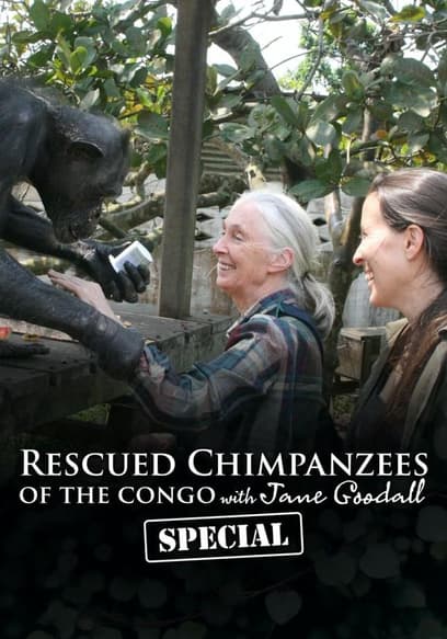 Rescued Chimpanzees of the Congo with Jane Goodall: Special