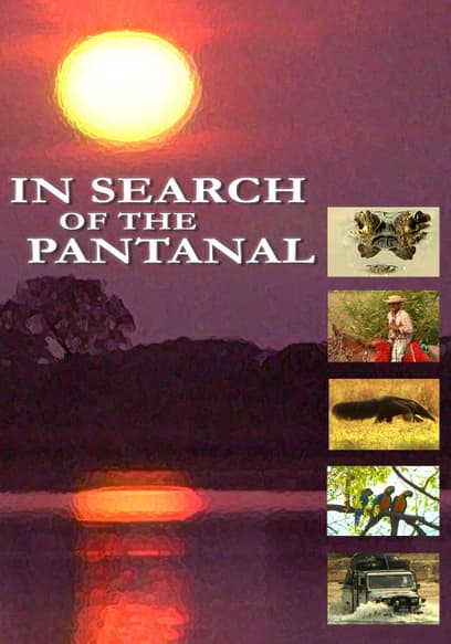 In Search of the Pantanal