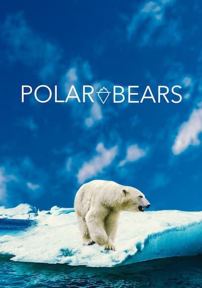 Polar Bears