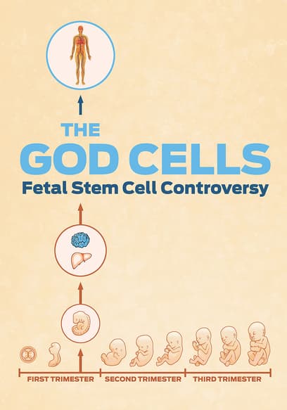 The God Cells: A Fetal Stem Cell Journey