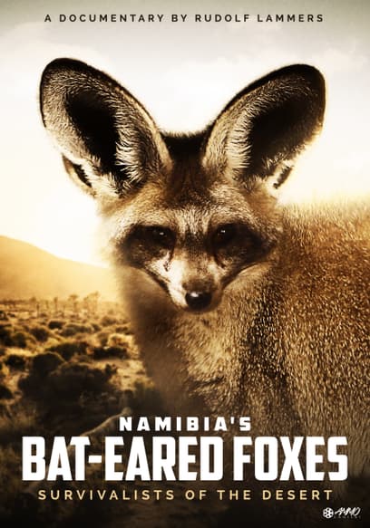 Namibia's Bat-Eared Foxes