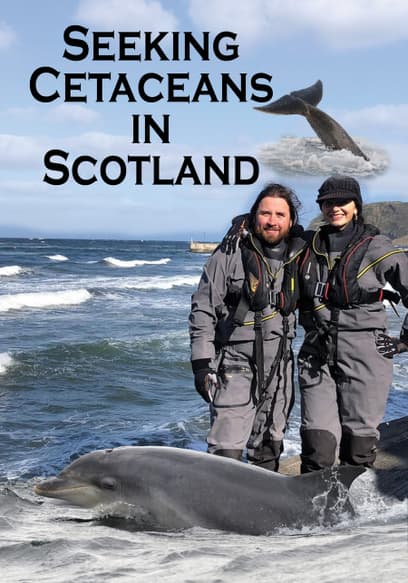 Seeking Cetaceans in Scotland