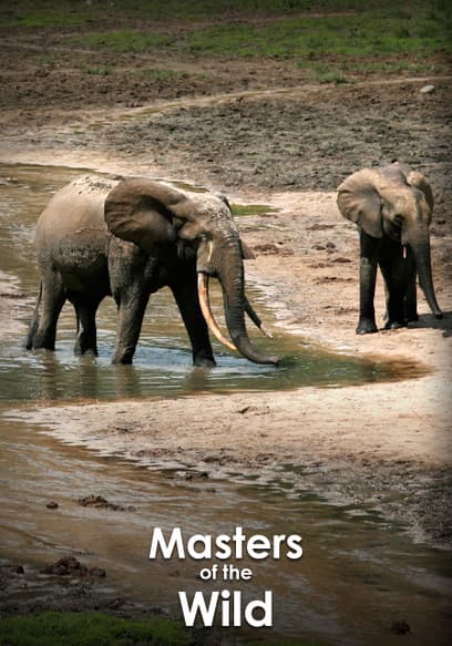 Masters of the Wild