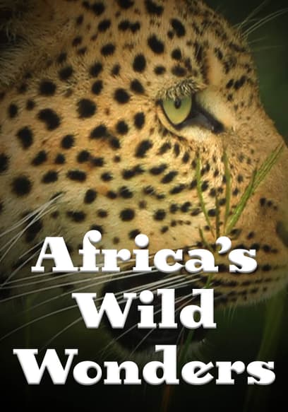 Africa's Wild Wonders