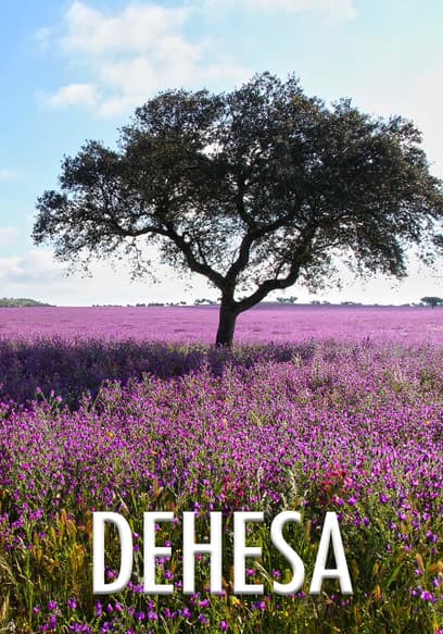 Dehesa (Español)