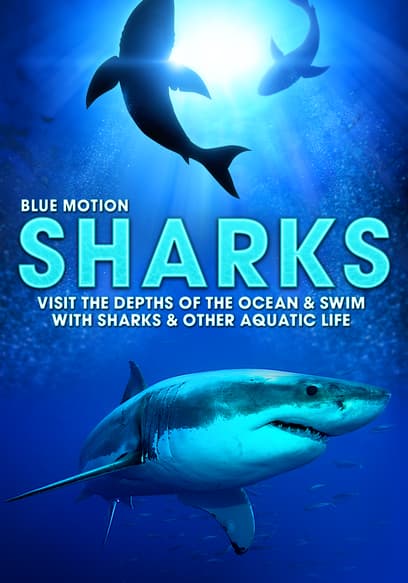 Sharks: Visit the Depths of the Ocean & Swim With Sharks & Other Aquatic Life