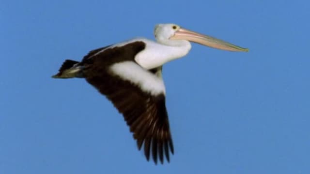 S01:E17 - Pelican