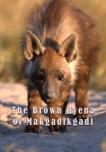 The Brown Hyena of Makgadikgadi