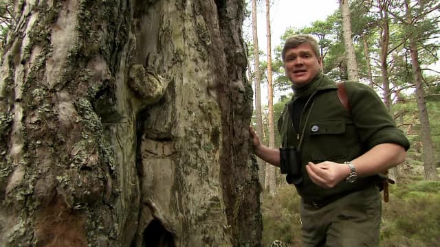 S02:E01 - Caledonian Pine Forest: Scotland