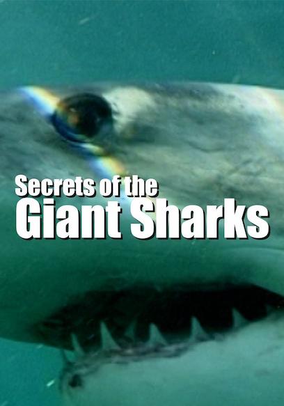 Secrets of the Giant Sharks