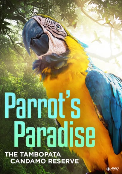 Parrots' Paradise
