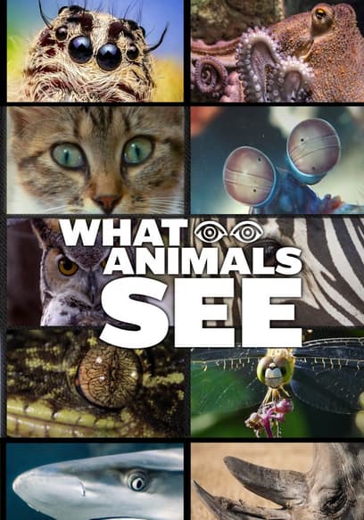 What Animals See