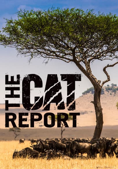 Watch The Cat Report Free Tv Shows Tubi