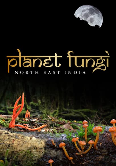 Planet Fungi: North East India