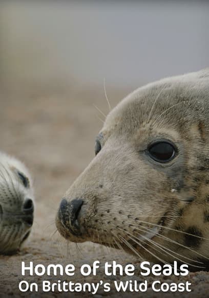Home of the Seals: On Brittany's Wild Coast