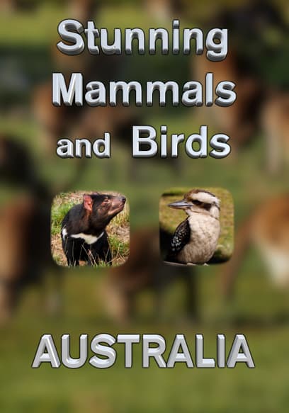 Stunning Mammals and Birds: Australia