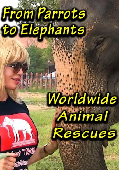 From Parrots to Elephants: Worldwide Animal Rescues