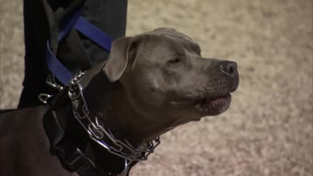 Pitbulls and parolees leash hotsell