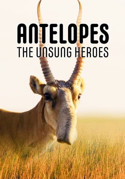 Antelopes: The Unsung Heroes