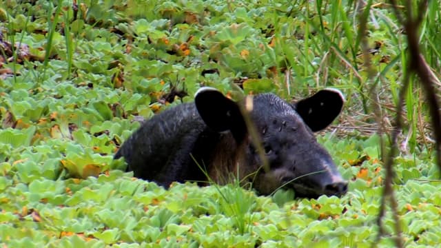 S08:E15 - Hunting the Jungles of the Yucatan Peninsula, Mexico