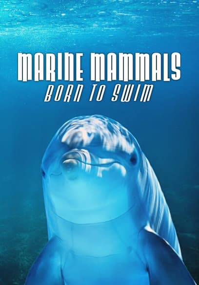 Marine Mammals: Born to Swim