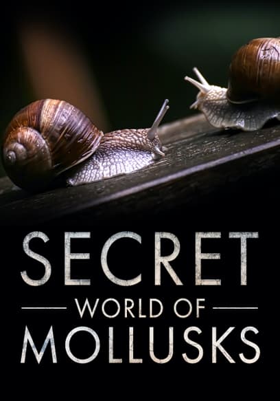 Secret World of Mollusks