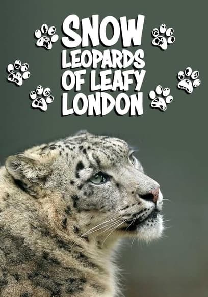 Snow Leopards of Leafy London