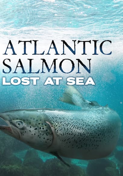 Atlantic Salmon: Lost at Sea