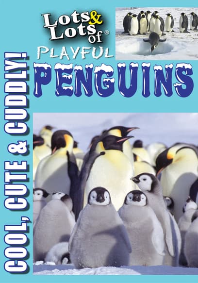 Lots and Lots of Playful Penguins