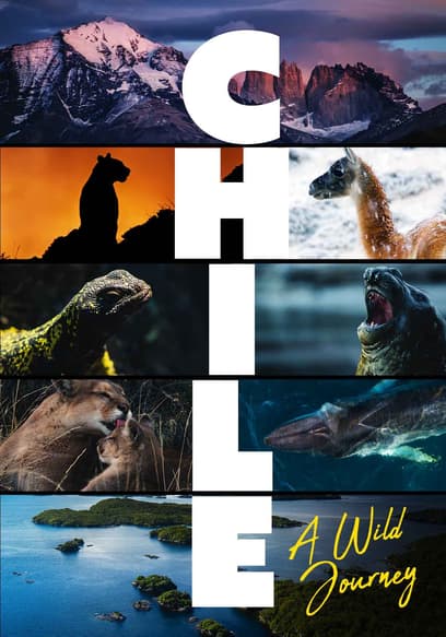 S01:E06 - Chilean Animals