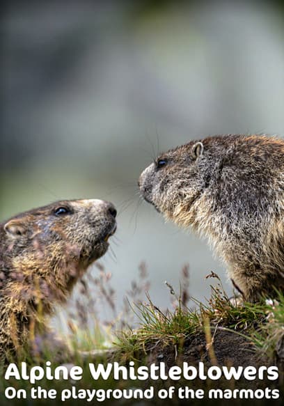 Alpine Whistleblowers: On the Playground of the Marmots