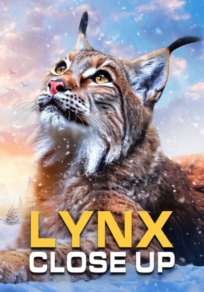 Lynx: Close Up
