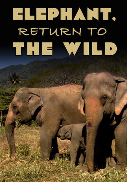 Elephant, Return to the Wild