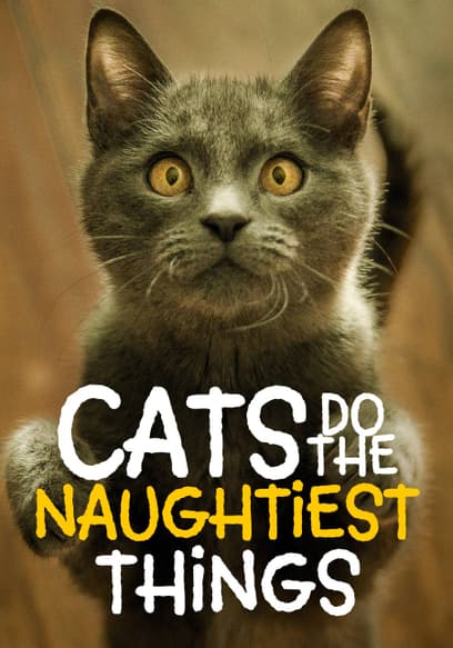 Cats Do the Naughtiest Things