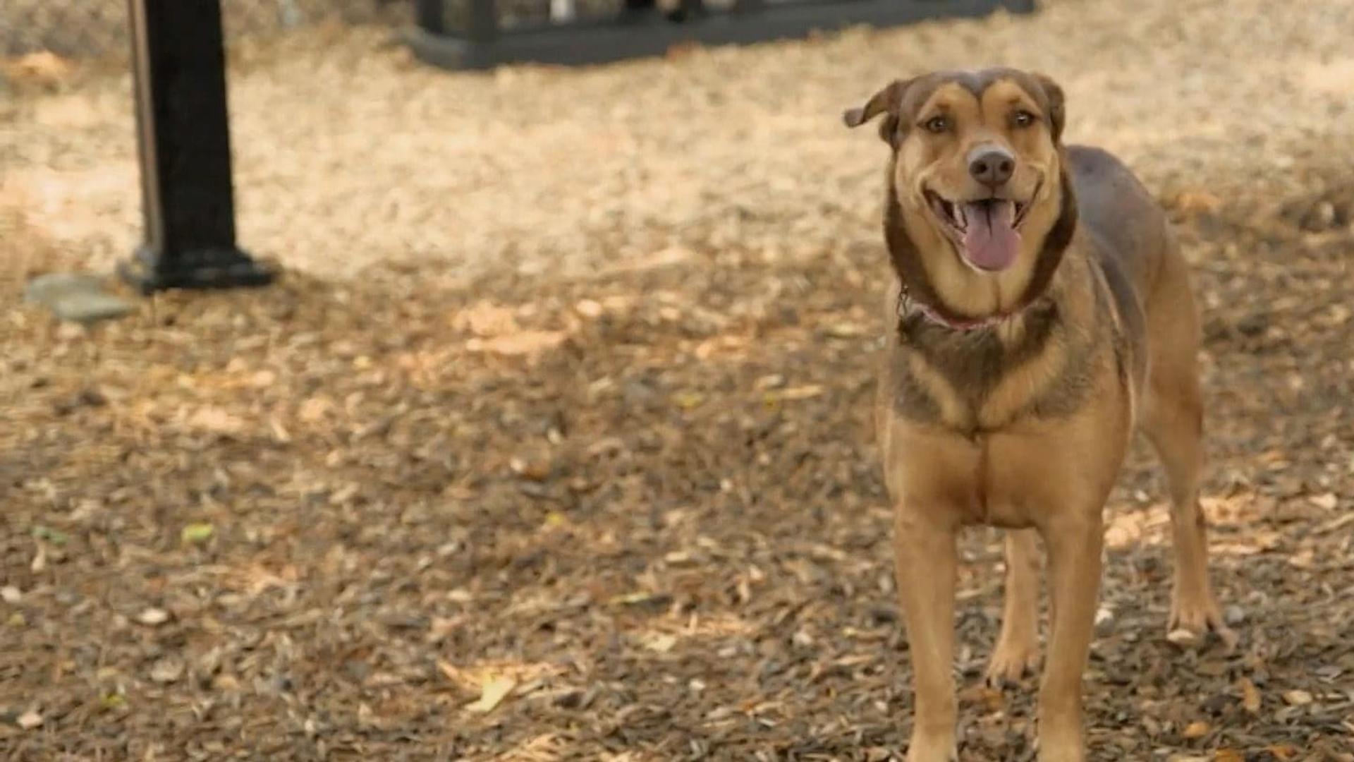 Watch Dog Tales Rescue - Free TV Shows | Tubi