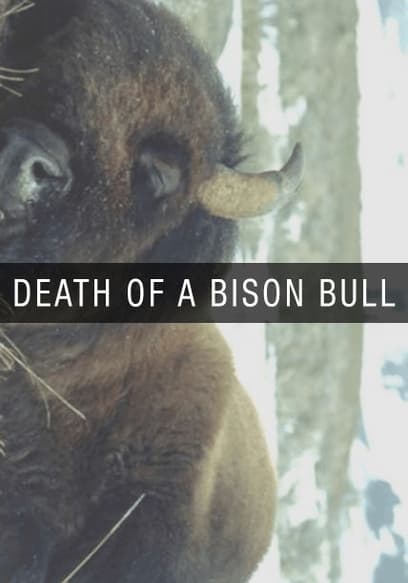 Death of a Bison Bull