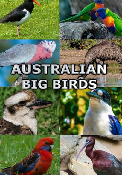 Australian Big Birds