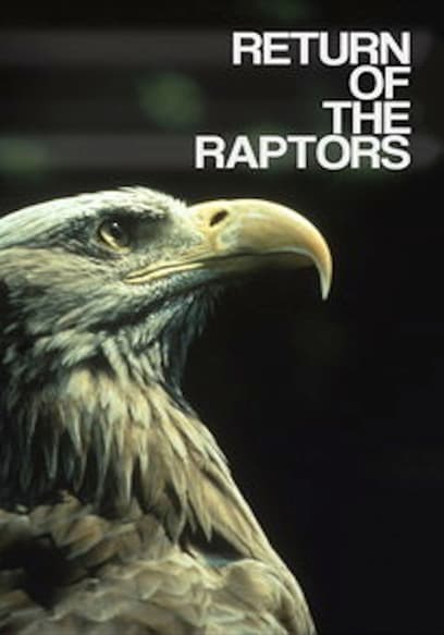 Return of the Raptors
