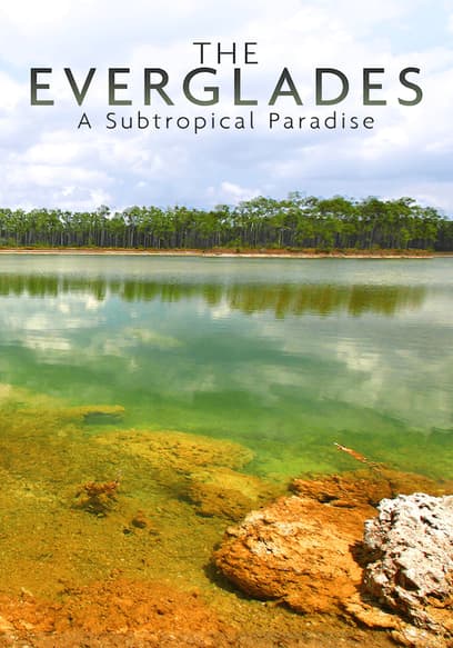 The Everglades: A Subtropical Paradise