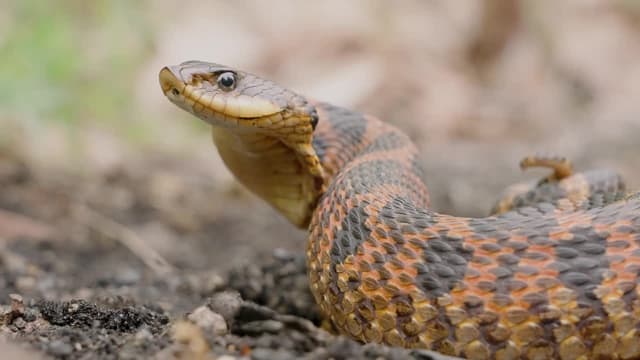 S09:E04 - Deadly Snake Bite / Hognose Snake: Will It Bite?!