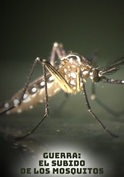 Guerra: El Subido De Los Mosquitos