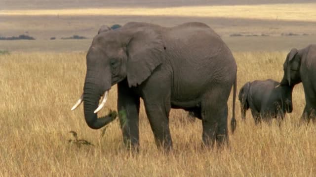 S01:E12 - Elephant