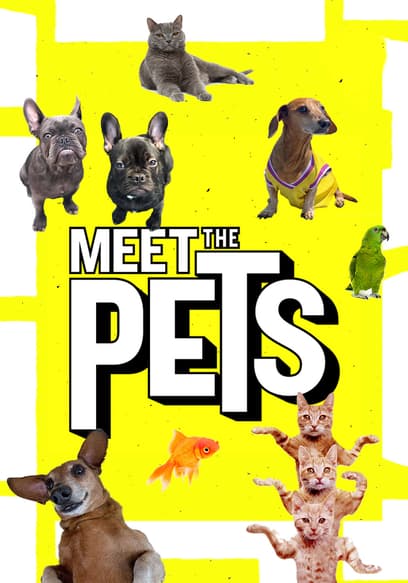 Meet the Pets