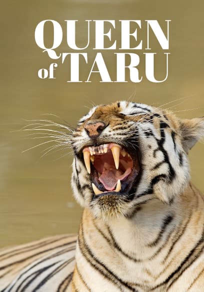 Queen of Taru