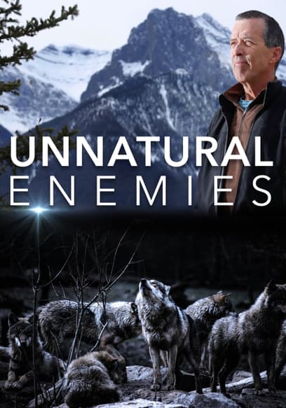 Unnatural Enemies: The War on Wolves